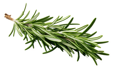 Rosemary on a Transparent Background
