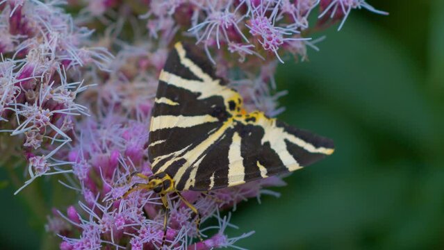 Jersey Tiger moth, colourful striped black and yellow insect closeup feeding on hemp agrimony pink wildflower