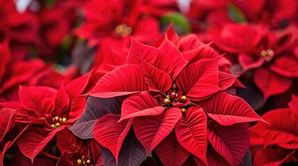 Poinsettia flowers Christmas background. Floral winter season decoration banner. Beautiful Xmas wallpaper. Merry Christmas and Happy New Year 2024 concept..