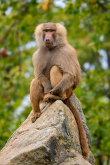 Naklejka na ściany i meble Hamadryas Baboon - Papio hamadryas, beautiful large primate from the Horn of Africa savannas and rocky areas, Ethiopia.