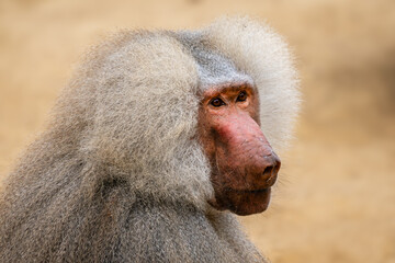 Hamadryas Baboon - Papio hamadryas, beautiful large primate from the Horn of Africa savannas and rocky areas, Ethiopia.