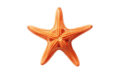 Fototapeta na wymiar Starfish Isolated on a Clear Background