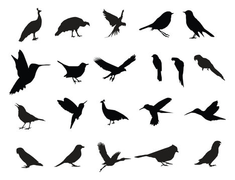 Vector set of birds silhouette