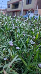 fondo de pantalla para eventos o videos con flores blancas y verde opaco