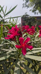 Flores hermosa rojas pasión