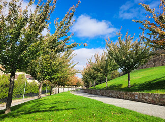 green path with trees with golden foliage