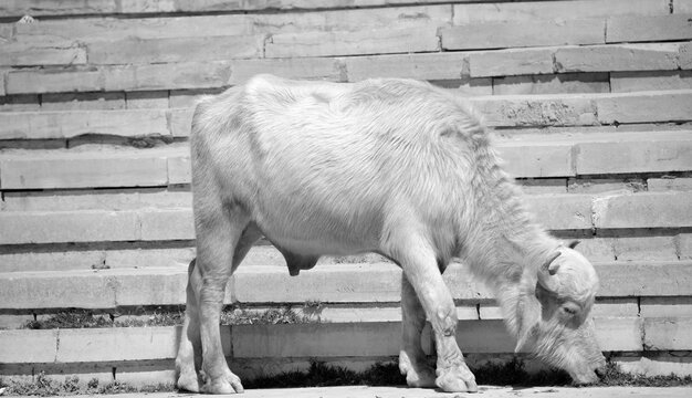 White Sindhi, Gray Sindhi and Thari cow. They are medium sized, compact and have lyre-shaped horn. Body colour is white or light grey