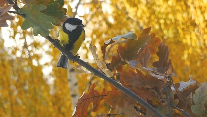 Tit on an oak branch in the autumn forest..