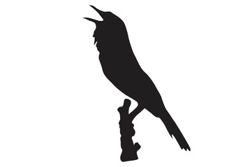 Pose of a bird perched on a twig silhouette with a transparent background