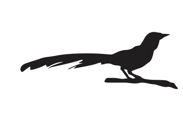 Pose of a bird perched on a twig silhouette with a transparent background