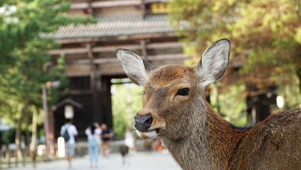 Deer of Nara Park, Japan