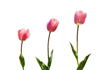 Fototapeta premium Pink Tulips