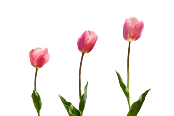 Pink Tulips