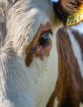 crying cow face