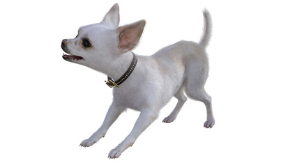 3d rendering of white chihuahua puppy on transparent .background