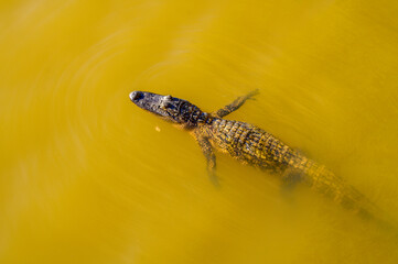 Overhead View of American alligator Floating, with Extended Front Limbs, on the Surface of Lake Fausse in the Atchafalaya River Basin of Louisiana, USA