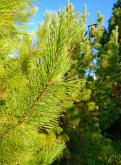 A cedar branch against the background of another cedar and a birdhouse and the blue sky on a sunny...