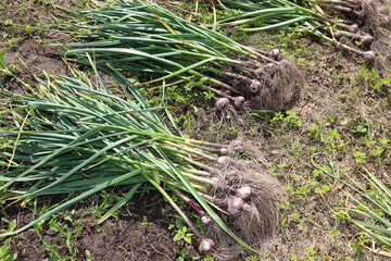 Bunches of unprocessed garlic with green tops lying on the ground, picked from a garden bed. Horizontal photo