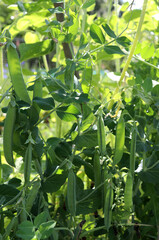 Pods of ripening green peas in a garden bed. Vertical photo