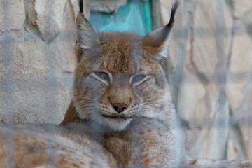 Animals are inhabitants of the lion park 