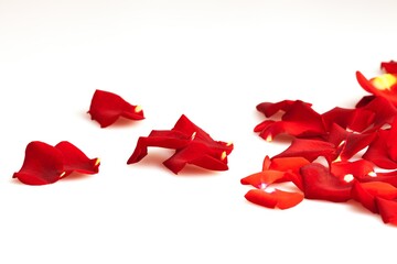 Petals of a red rose .