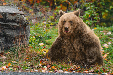 brown bear in the woods