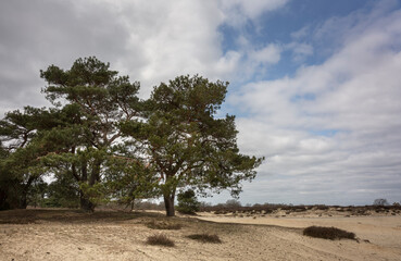 A few trees on a sand plain in the vast nature reserve of the Balloërveld in Drenthe.