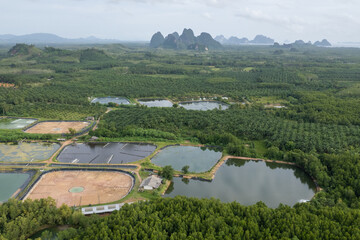 Aerial view of shrimp farm and mangrove forest in Thailand