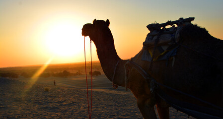 Camel silhouette in the Thar desert at sunset Jaisalmer. Rajasthan. India
