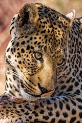 Close-up of a Leopard face