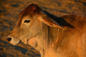 The Brahman breed (also known as Brahma) originated from Bos indicus cattle from India, the 