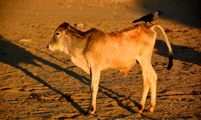 The Brahman breed (also known as Brahma) originated from Bos indicus cattle from India, the 