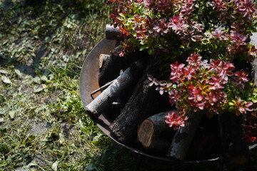 Logs collected in a metal bowl with an ornamental plant.