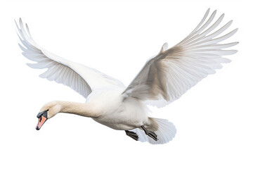 Flying swan on white background