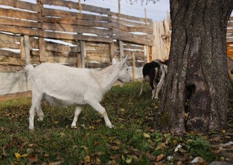 Obraz premium goat on the farm