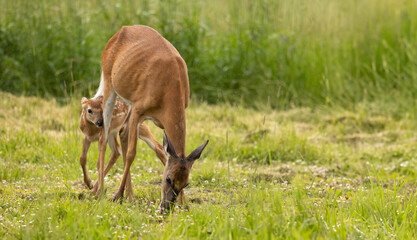 Naklejka na ściany i meble Deer, Nature's Grace Unveiled, Odocoileus virginicus Doe and Fawn in Serene Meadow Symphony. Wildlife Photography.
