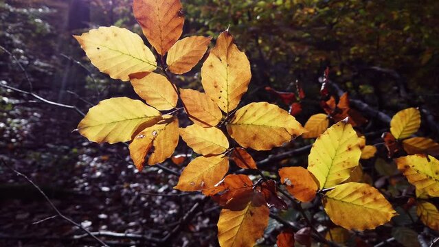 Buntes Herbstlaub, Buchenblätter im Laubwald bei Sonnenlicht, Slidershot