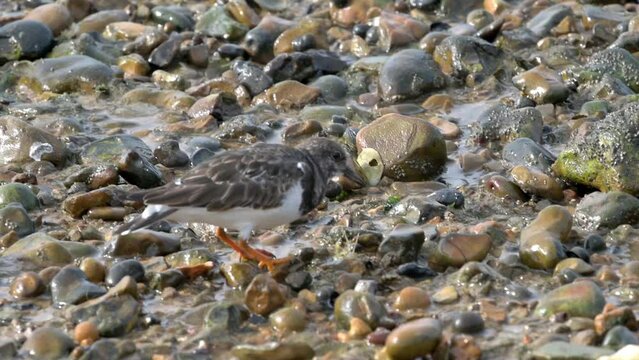 Turnstone (Arenaria interpres) finding and eating a crab on a pebble beach and another trying to steal it. October, Kent, UK [Slow motion x5]	