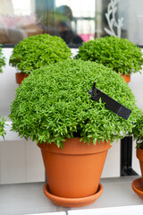 Manjerico plant in a pot in the market stall. Plant for Traditional Summer festival in June San Juan, Portugal