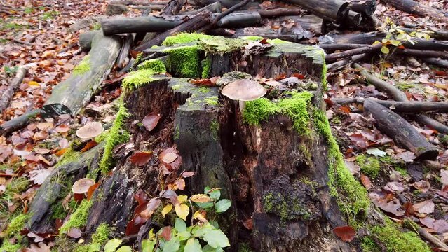 Dekorative Baumpilze auf einem alten bemoosten Baumstumpf im Herbst, Slidershot