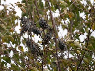 Star (Sturnus vulgaris)