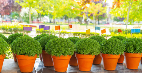 Lot of Manjerico plants with flags in a pots on the market stall. Plant for Traditional Summer...