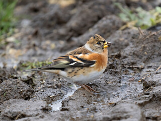 Bergfink (Fringilla montifringilla)