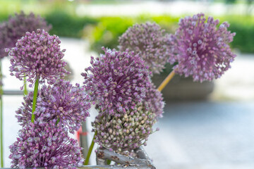 Close-up of garlic flowers. Plant for Traditional Summer festival in June San Juan, Portugal