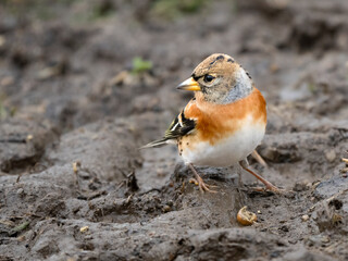 Bergfink (Fringilla montifringilla)