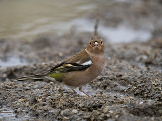 Buchfink (Fringilla coelebs)