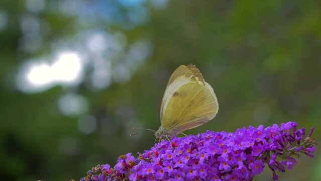 cabbage white butterfly, pieris rapae, aka small white butterfly feeding on pink purple buddleja flower