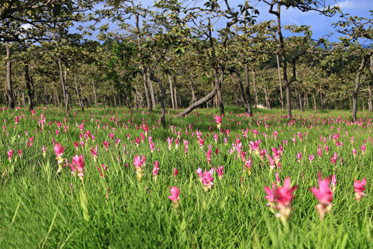 Dok Krachiao (Siam Tulip) flowers bloom festival in Chaiyaphum province, Thailand