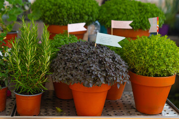 Black Manjerico plant in a pot on the market stall of flower shop. San Juan concept