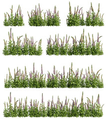 Set of foxgloves plants, 3D rendering with transparent background © ANDRIBENKY